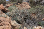 Teide Wallflower (Erysimum scoparium)