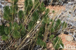 Teide Wallflower (Erysimum scoparium)