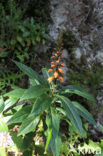 Tenerife Shrub Foxglove (Isoplexis canariensis)