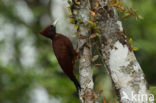 Vaalkuifspecht (Celeus elegans)