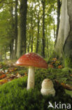 Vliegenzwam (Amanita muscaria)