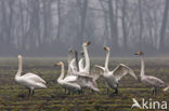 Wilde Zwaan (Cygnus cygnus)