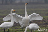 Wilde Zwaan (Cygnus cygnus)