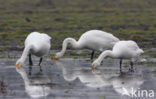 Wilde Zwaan (Cygnus cygnus)