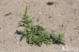 Perennial Ragweed (Ambrosia psilostachya)