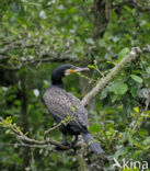 Aalscholver (Phalacrocorax carbo)