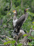 Aalscholver (Phalacrocorax carbo)