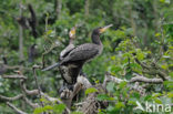 Aalscholver (Phalacrocorax carbo)