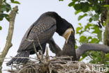 Aalscholver (Phalacrocorax carbo)