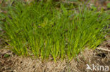 Bergzegge (Carex montana)