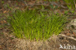 Bergzegge (Carex montana)