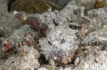Caledonian stinger (Inimicus caledonicus)