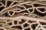 Dwerggrondel (Pleurosicya spec)