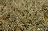 Gevorkt heidestaartje (Cladonia furcata)