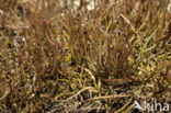 Girafje (Cladonia gracilis)