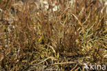 Girafje (Cladonia gracilis)