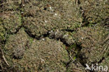 Hamerblaadje (Cladonia strepsilis) 