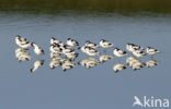 Pied Avocet (Recurvirostra avosetta)