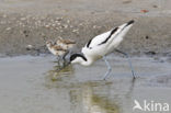 Pied Avocet (Recurvirostra avosetta)