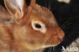 Konijn (Oryctolagus cuniculus) 