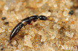 Leptacinus intermedius