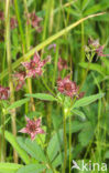 Moerasaardbei (Rubus chamaemorus)