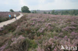 Nationaal Park Sallandse Heuvelrug