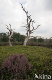 Nationaal Park Sallandse Heuvelrug