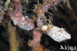 Pygmy cuttlefish (Sepia bandensis)