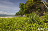 Raja Ampat Eilanden