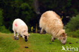 Schaap (Ovis domesticus)