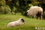 Schaap (Ovis domesticus)