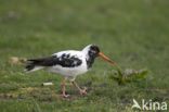 Scholekster (Haematopus ostralegus)