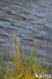 Slijkzegge (Carex limosa) 