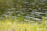 Slijkzegge (Carex limosa) 