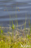 Slijkzegge (Carex limosa) 