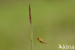 Slijkzegge (Carex limosa) 