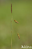 Slijkzegge (Carex limosa) 