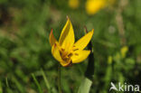 Wilde tulp (Tulipa bakeri)