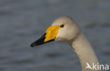 Wilde Zwaan (Cygnus cygnus)