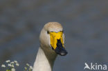 Wilde Zwaan (Cygnus cygnus)