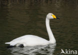 Wilde Zwaan (Cygnus cygnus)