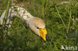 Wilde Zwaan (Cygnus cygnus)