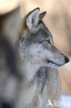 Wolf (Canis lupus)