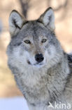 Wolf (Canis lupus)