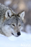 Wolf (Canis lupus)