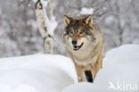 Wolf (Canis lupus)