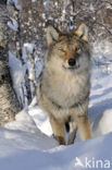 Wolf (Canis lupus)