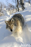 Wolf (Canis lupus)