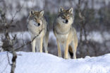 Wolf (Canis lupus)